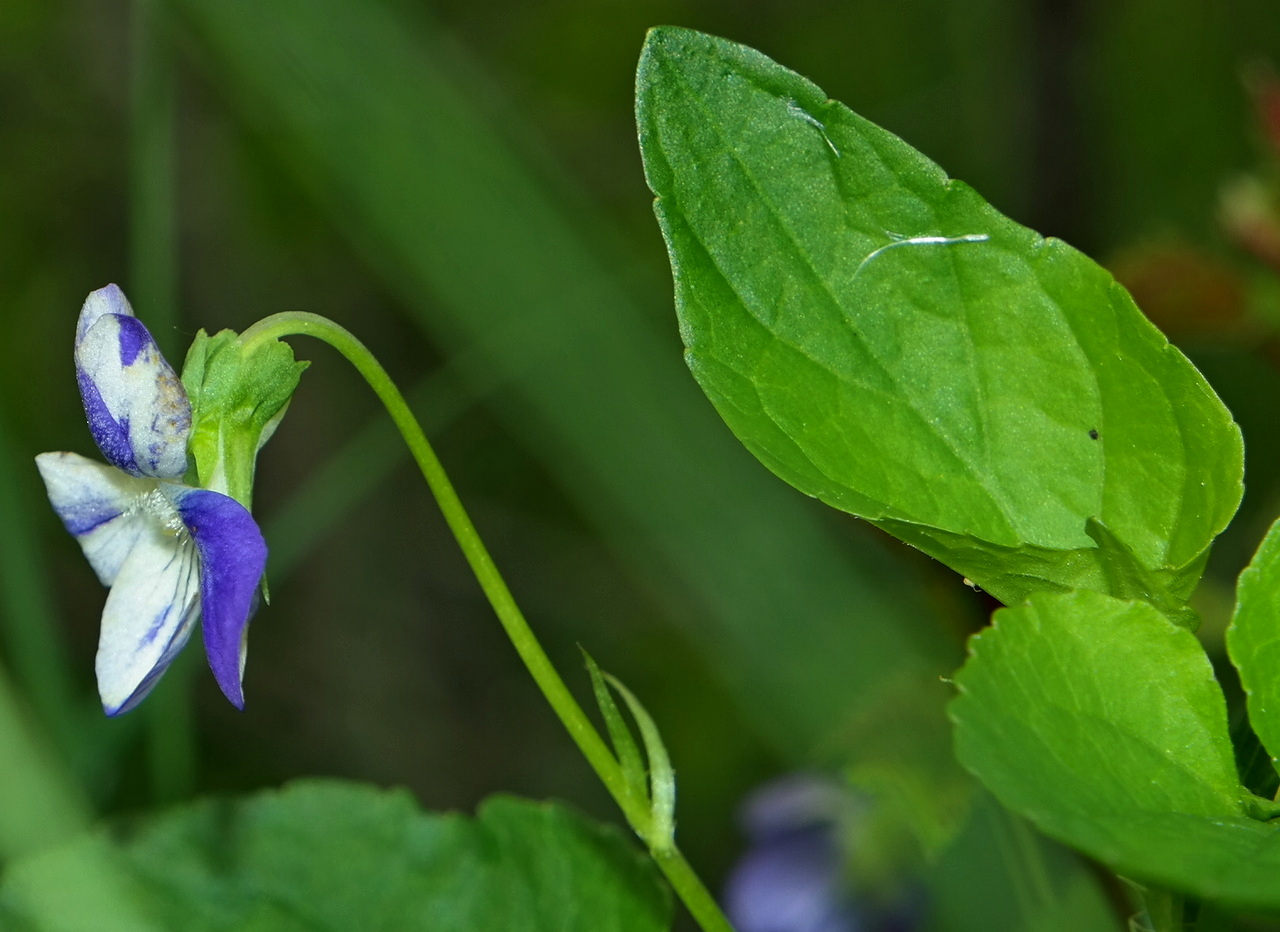 Изображение особи Viola reichenbachiana.