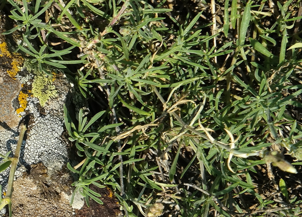 Image of Silene syreistschikowii specimen.