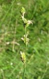 Carex canescens