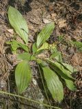 Plantago urvillei. Растение в начале цветения. Пермский край, Кунгурский р-н, ур. Подкаменная гора, сосновый бор. 10.07.2021.