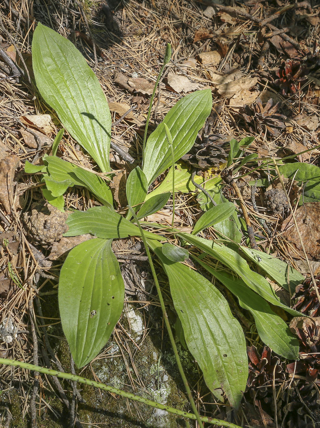 Изображение особи Plantago urvillei.