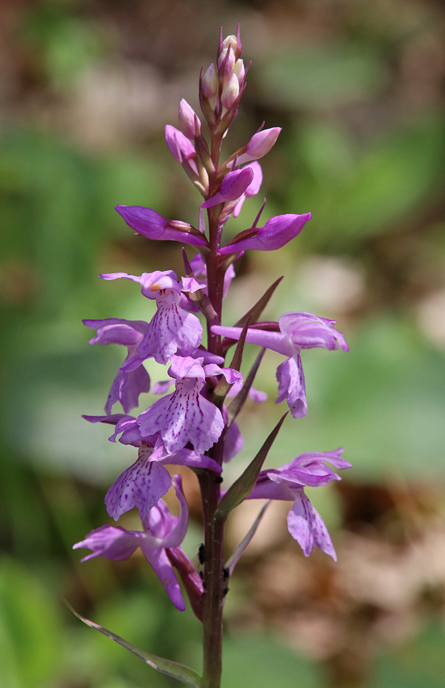 Изображение особи Dactylorhiza saccifera.