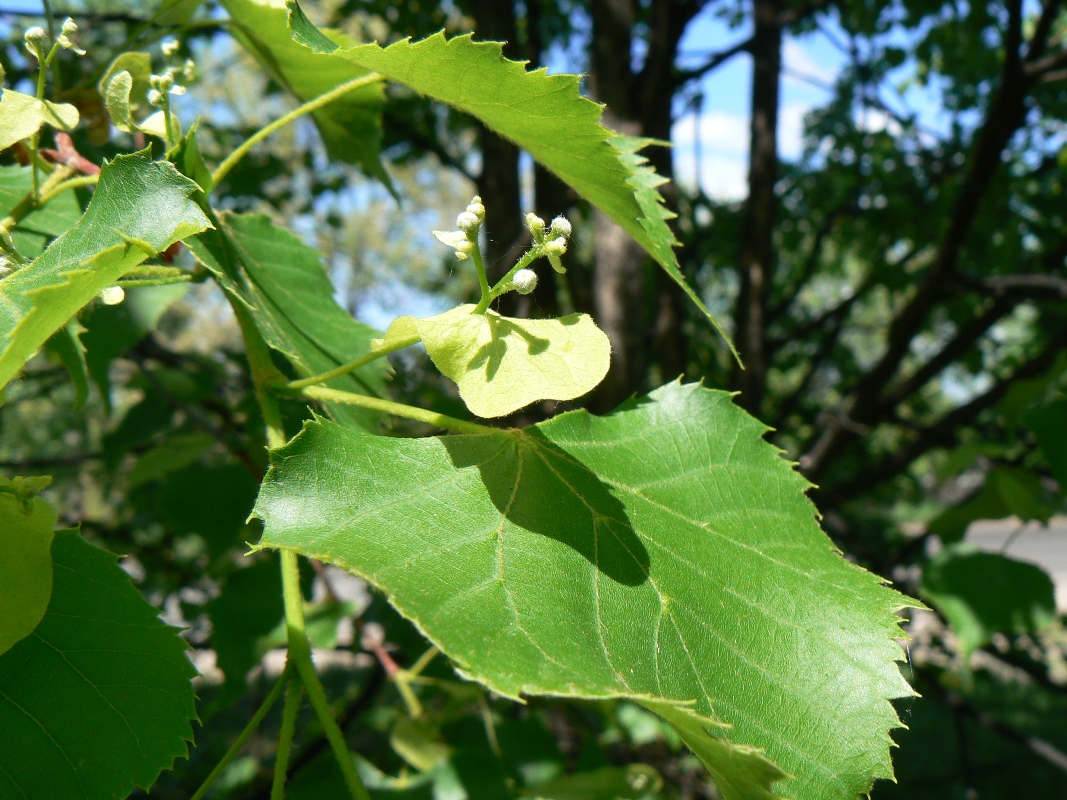 Image of Tilia amurensis specimen.