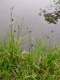 Carex saxatilis. Цветущие растения. Хабаровский край, р-н им. Полины Осипенко, хр. Дуссе-Алинь, берег оз. Тюленье, ≈ 1200 м н.у.м., у воды. 19.07.2021.