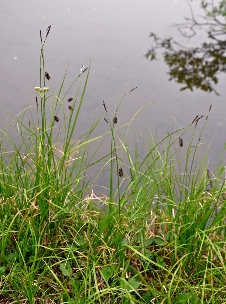 Изображение особи Carex saxatilis.