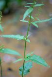 genus Rumex