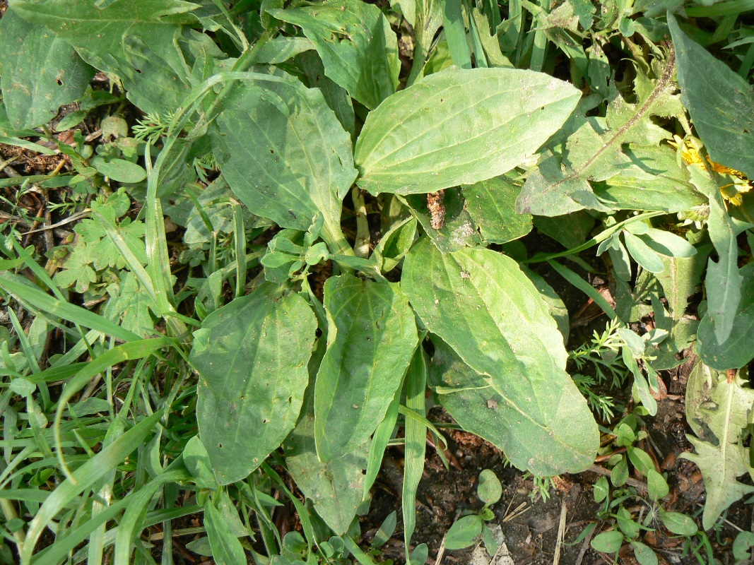 Image of Plantago major specimen.