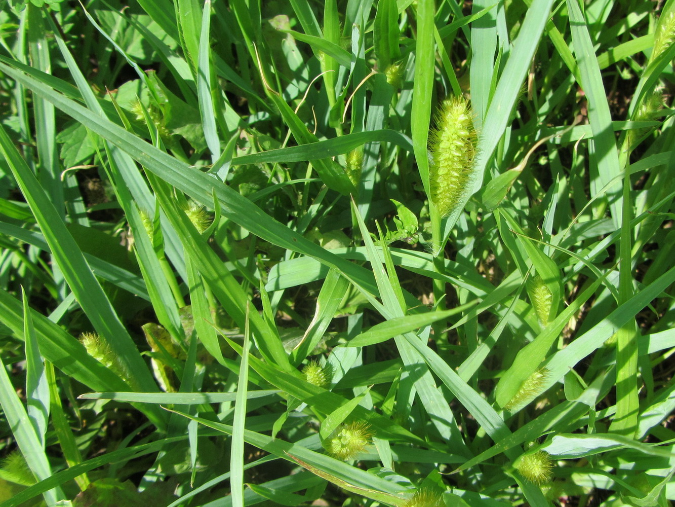 Image of Setaria pumila specimen.