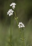 род Galium. Верхушка веточки с соцветиями. Архангельская обл., Соловки, о. Бол. Соловецкий, заболоченный приморский луг. 26.06.2021.