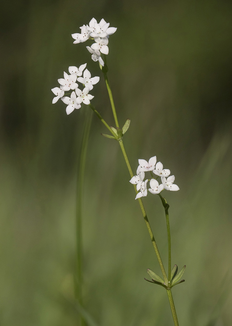 Изображение особи род Galium.