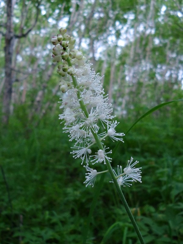 Image of Cimicifuga simplex specimen.