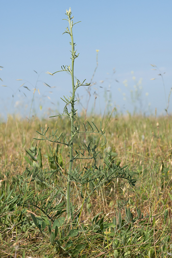 Image of Centaurea salonitana specimen.