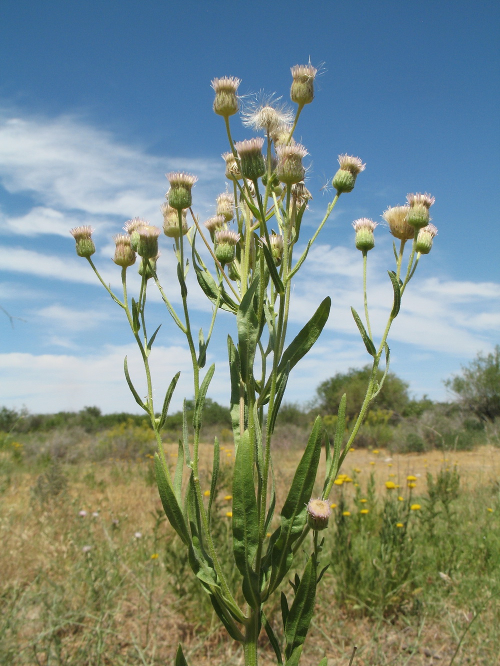 Image of Erigeron khorassanicus specimen.