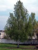Betula pendula. Взрослое отдельно стоящее дерево. Чувашия, окр. г. Шумерля. 10 мая 2005 г.