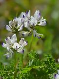 Astragalus alpinus