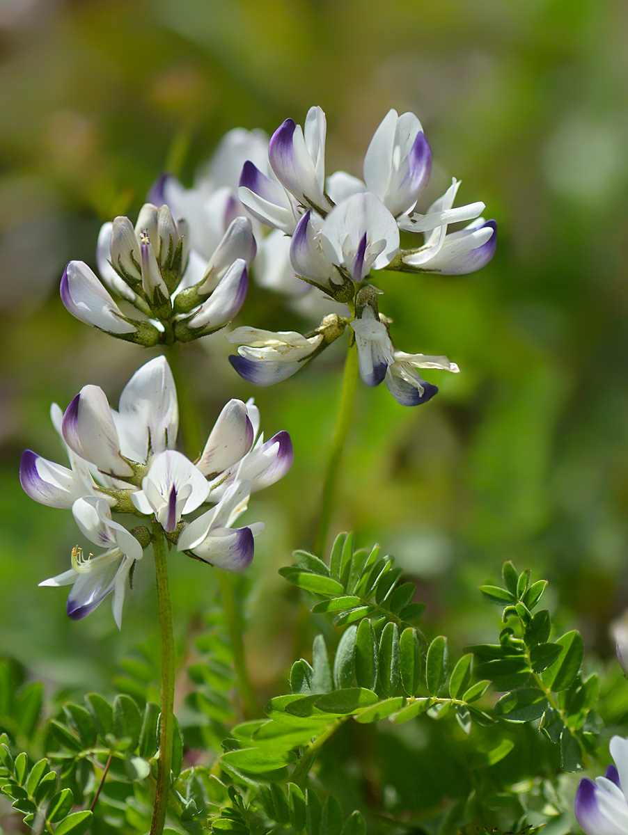 Изображение особи Astragalus alpinus.