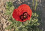 Papaver pavoninum