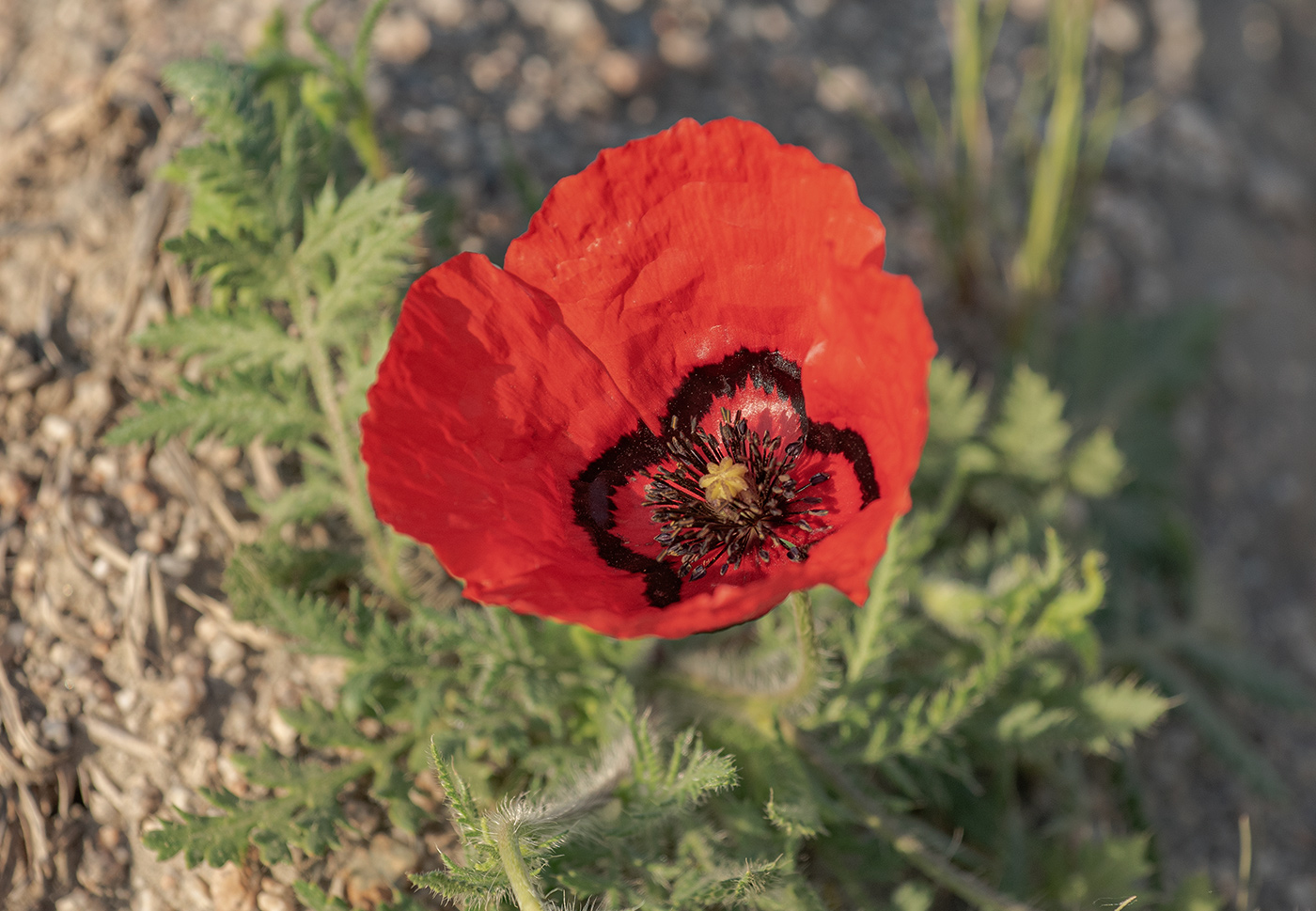 Изображение особи Papaver pavoninum.