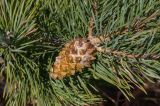 Pinus sylvestris подвид hamata. Часть ветви с шишкой. Крым, гора Северная Демерджи, каменистый склон. 30.10.2021.