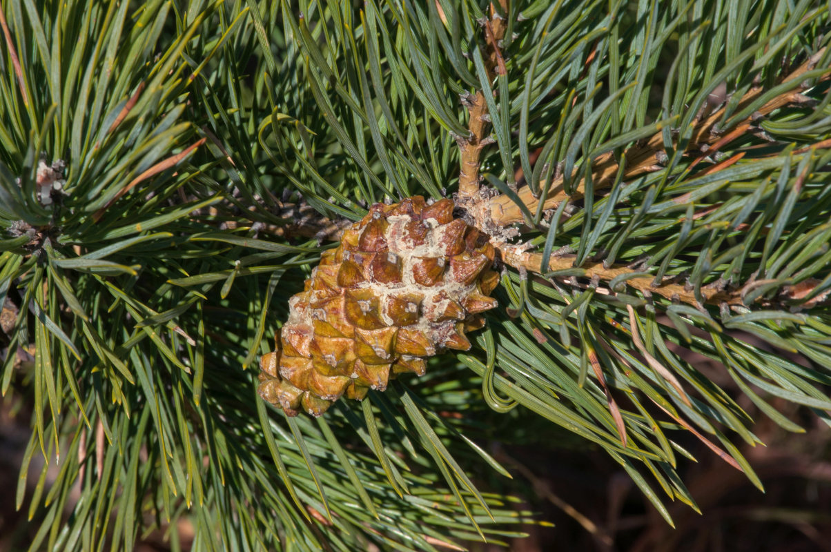 Image of Pinus sylvestris ssp. hamata specimen.