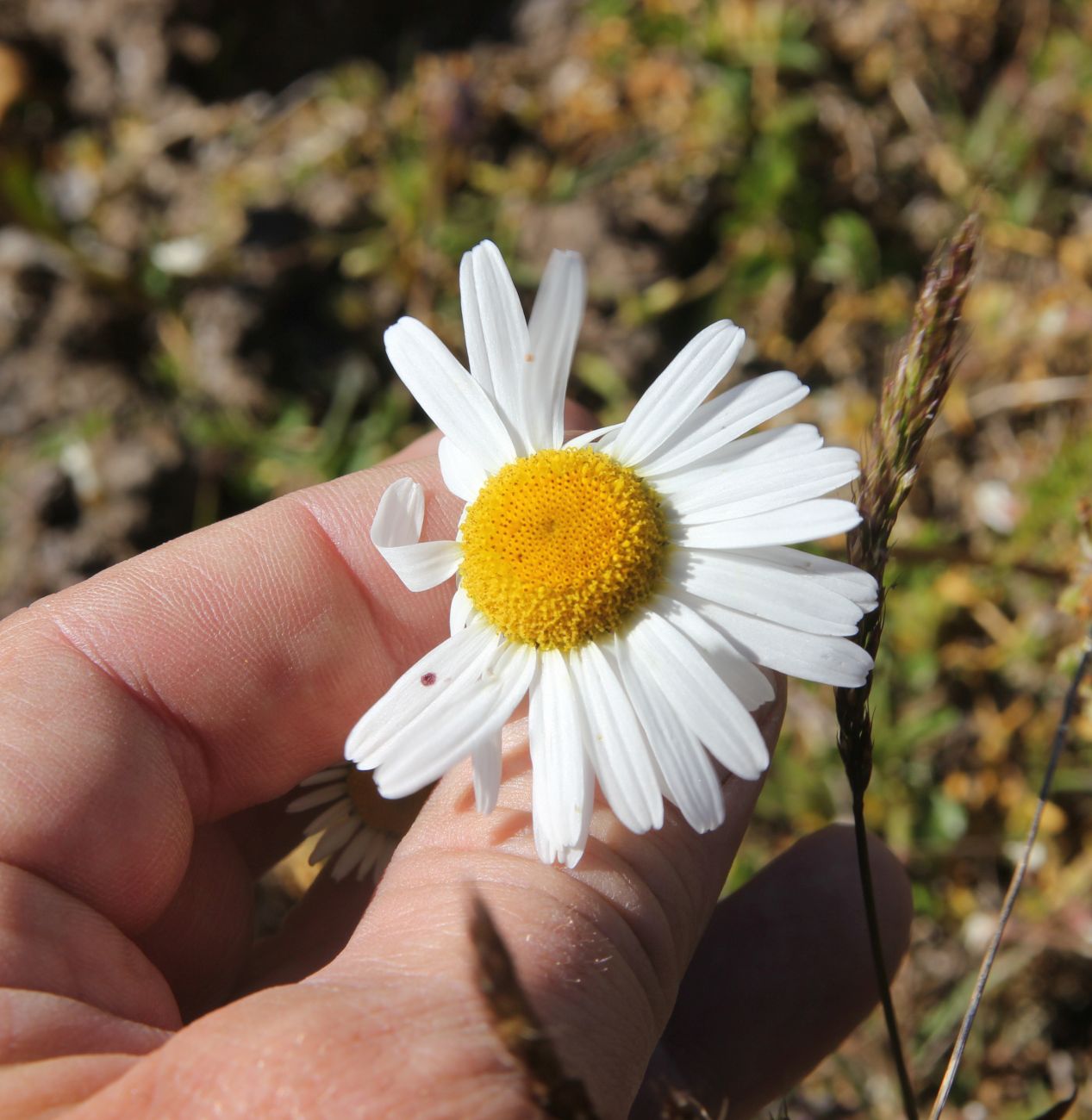 Image of genus Tripleurospermum specimen.