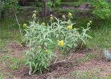 Phlomis fruticosa. Цветущее растение. Краснодарский край, г. Сочи, парк \"Дендрарий\", рядом с Японским садом, в культуре. 11.05.2021.