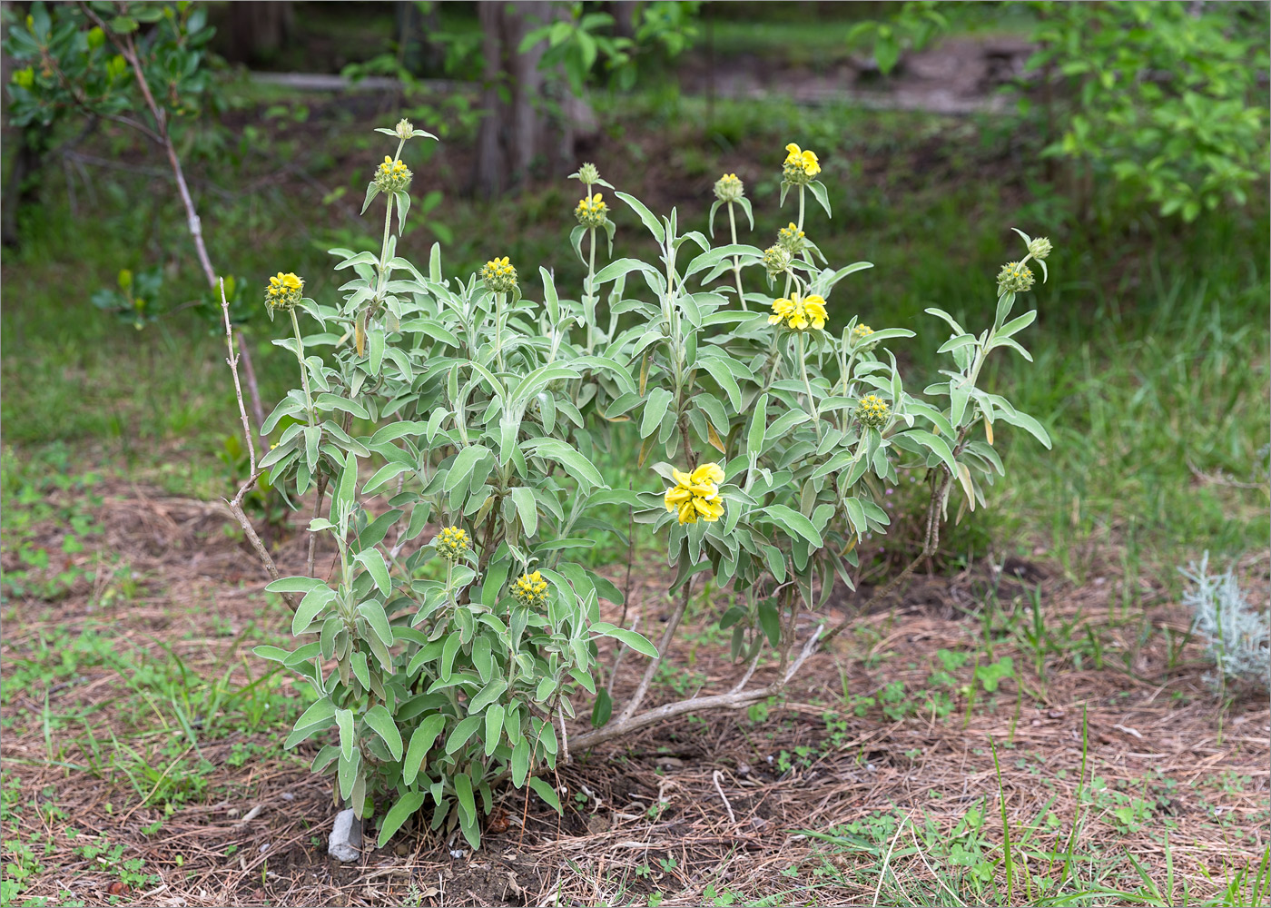 Image of Phlomis fruticosa specimen.