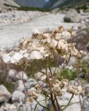 Achillea ptarmicifolia