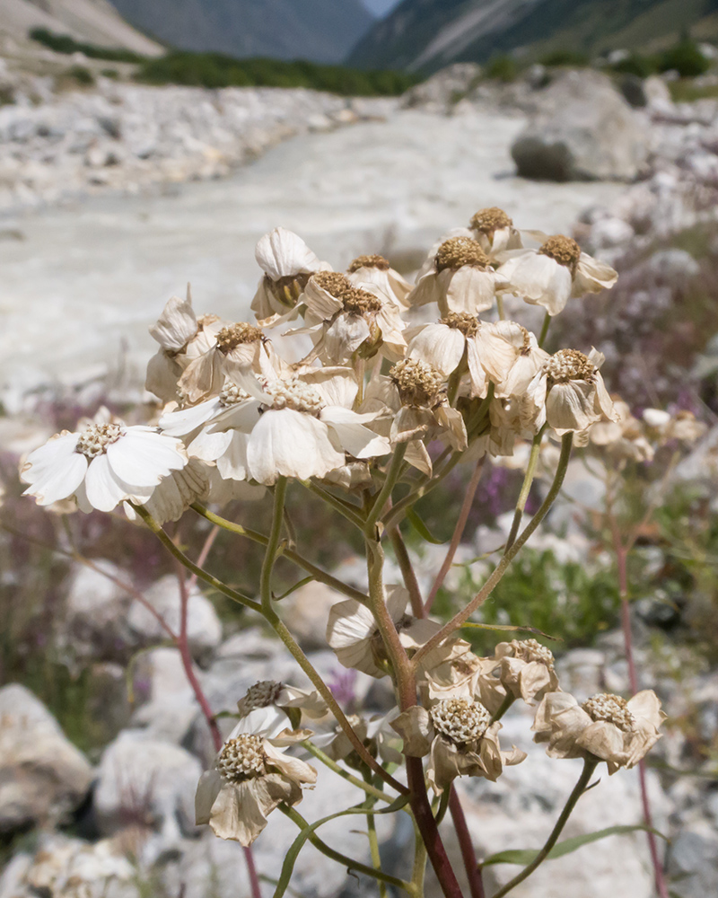 Image of Achillea ptarmicifolia specimen.