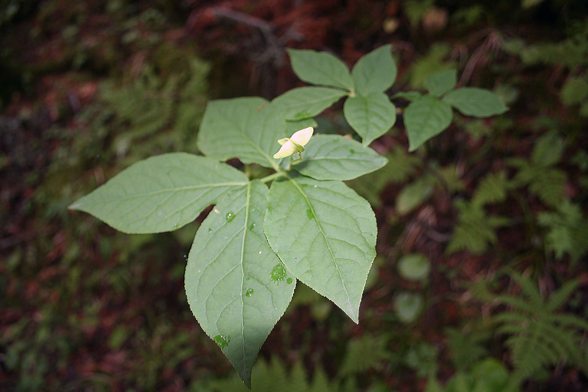 Image of genus Euonymus specimen.