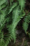 Polypodium vulgare. Вайи спороносящего растения. Республика Алтай, Улаганский р-н, правый берег р. Чульча рядом с водопадом Учар. 7 августа 2020 г.