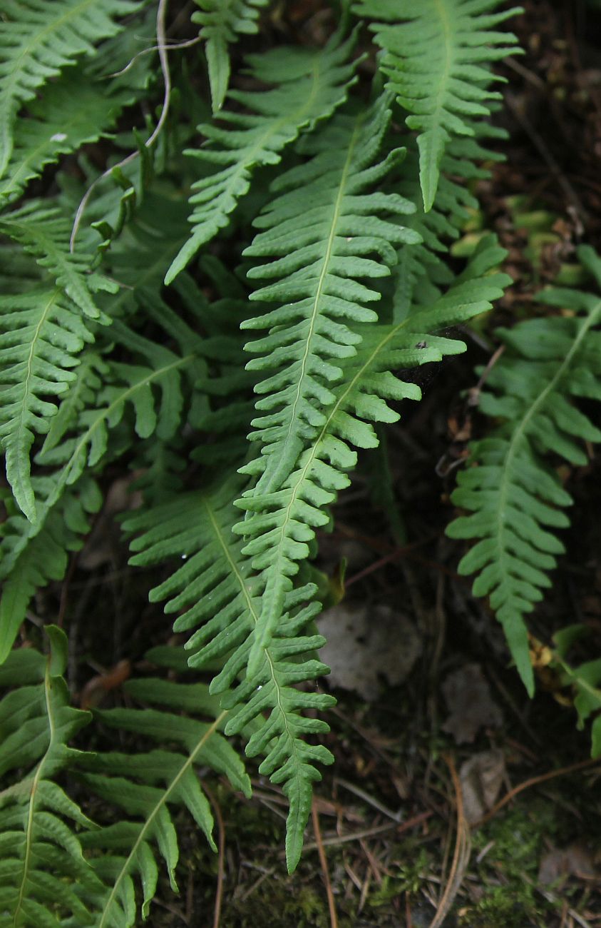 Изображение особи Polypodium vulgare.