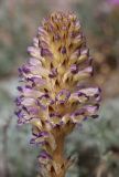 Orobanche cernua
