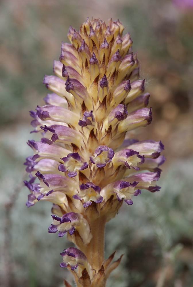 Изображение особи Orobanche cernua.