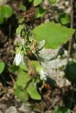 Campanula alliariifolia