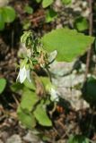 Campanula transcaucasica. Верхушка цветущего растения. Республика Абхазия, Новый Афон. 20.08.2009.