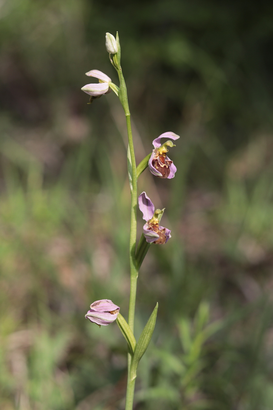 Изображение особи Ophrys apifera.