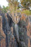 genus Pachypodium. Вегетирующее растение. Мадагаскар, провинция Махадзанга, регион Мелаки, окр. Бекупака, правый берег реки Манамбулу, заповедник \"Цинги де Бамараха\" 09.10.2016.
