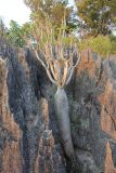 род Pachypodium. Вегетирующее растение. Мадагаскар, провинция Махадзанга, регион Мелаки, окр. Бекупака, правый берег реки Манамбулу, заповедник \"Цинги де Бамараха\" 09.10.2016.