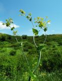 Bupleurum longifolium ssp. aureum
