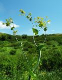 Bupleurum subspecies aureum