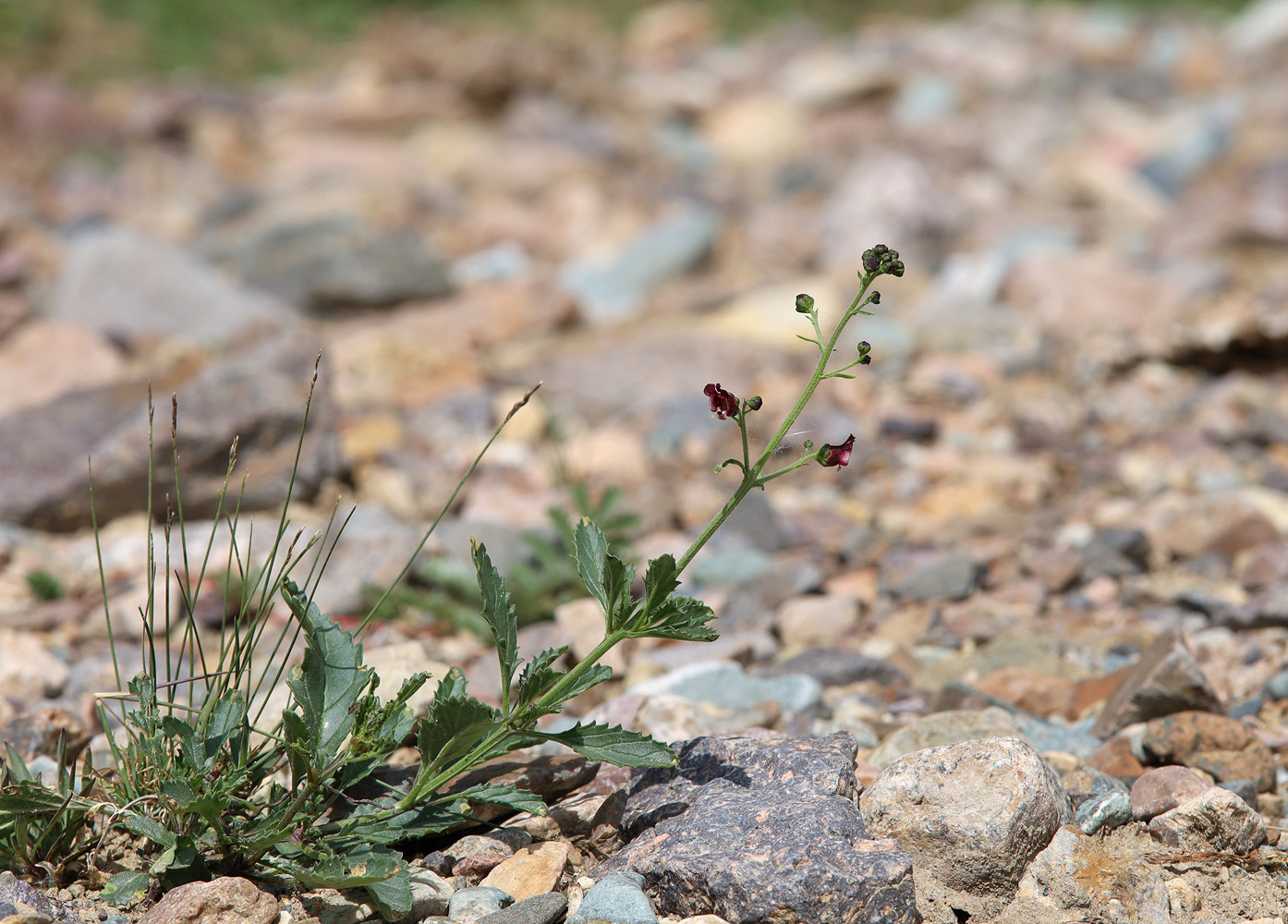 Image of Scrophularia incisa specimen.