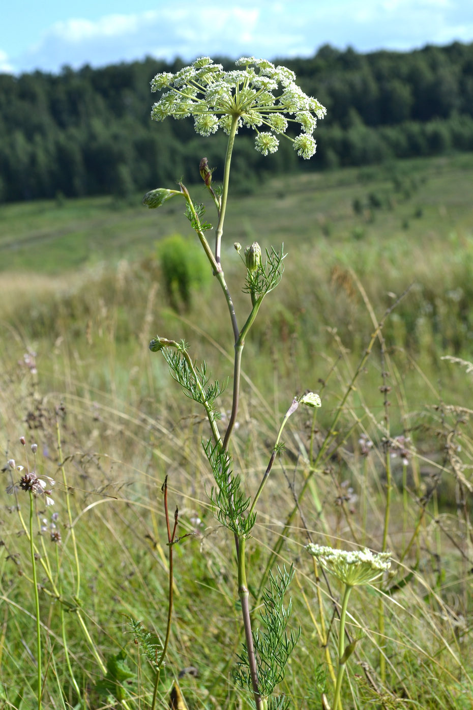 Image of Seseli annuum specimen.