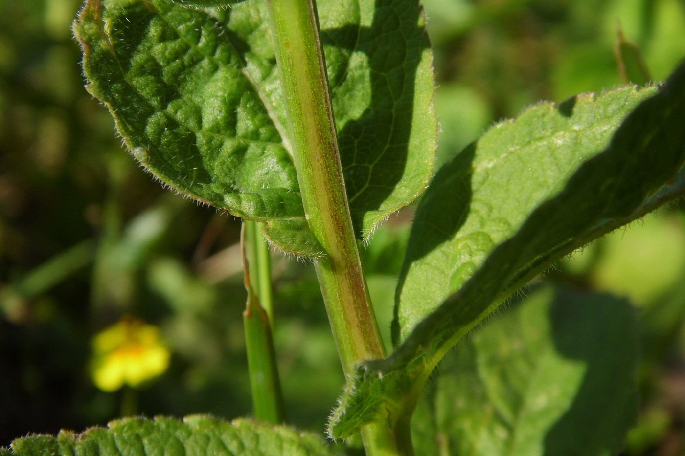 Изображение особи Asyneuma campanuloides.