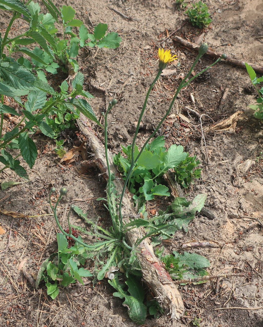 Изображение особи Hypochaeris radicata.