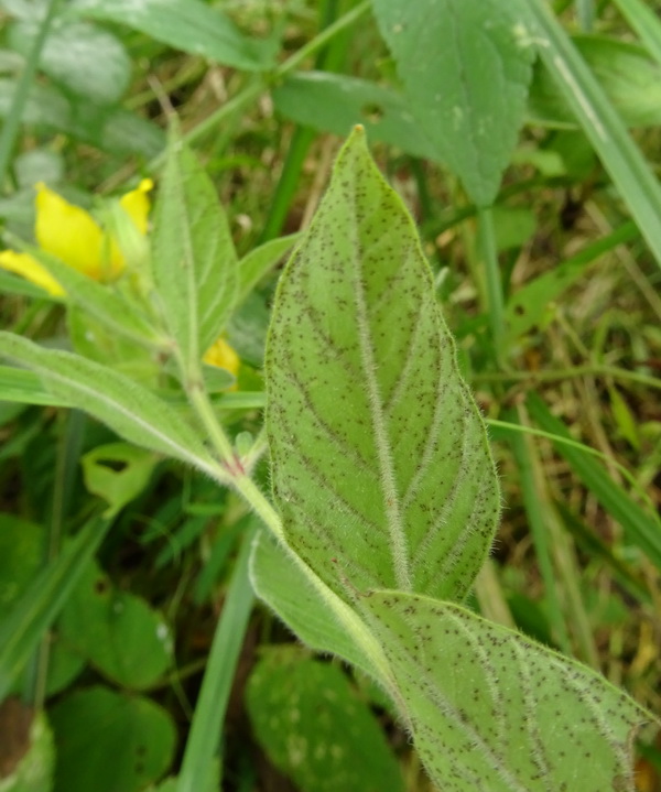 Image of Lysimachia punctata specimen.