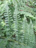 genus Dryopteris