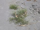 Heliotropium dasycarpum. Плодоносящие растения. Узбекистан, Ферганская обл., Язъяванский р-н, Язъяванские пески, частично закреплённые дюны. 15 сентября 2022 г.