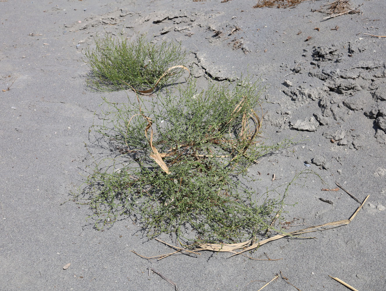 Image of Heliotropium dasycarpum specimen.