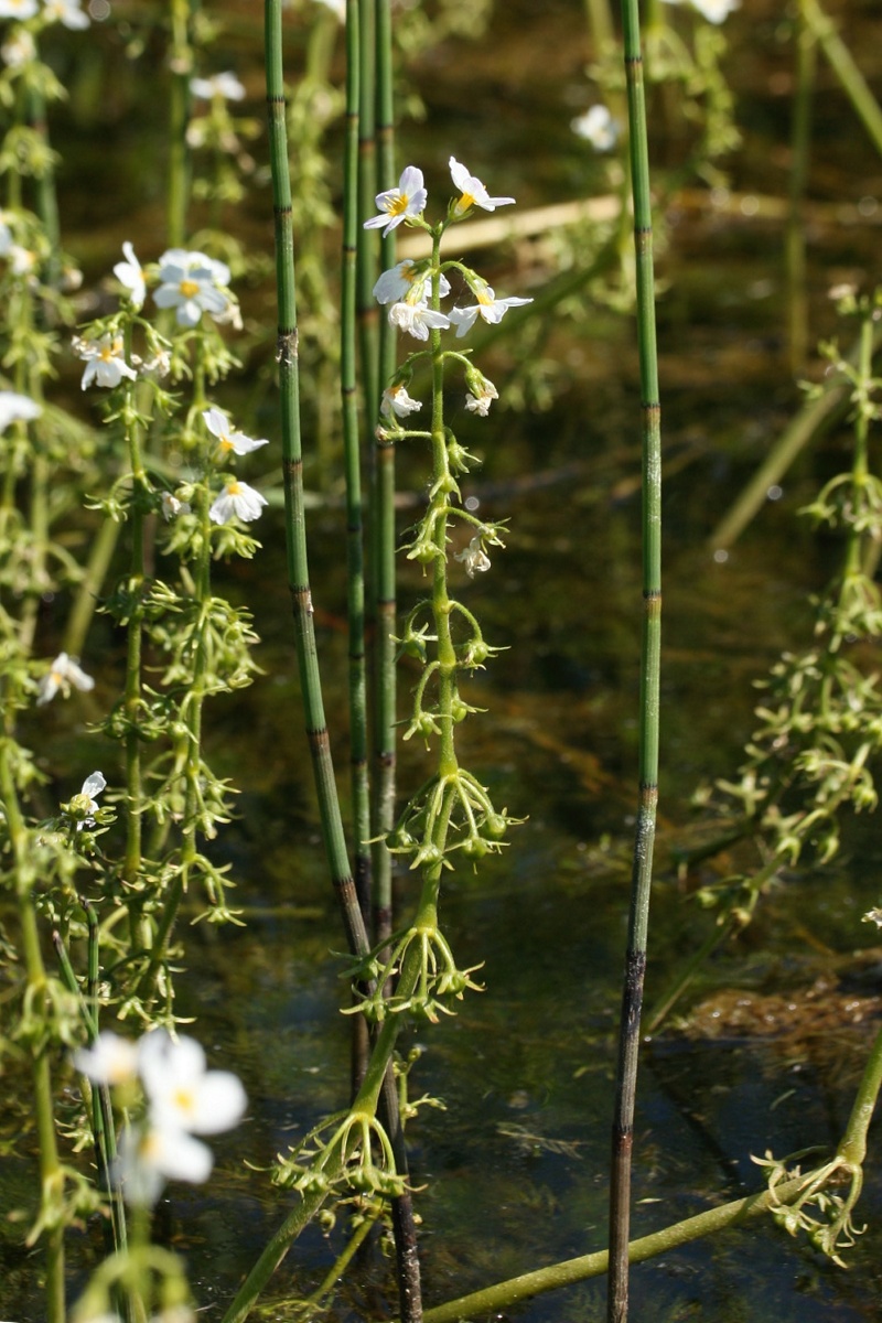 Изображение особи Hottonia palustris.